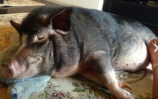 56kgのペット豚を溺愛する前園真聖のTwitterが可愛すぎと話題！　「ありがブヒ」_-_AOLニュース